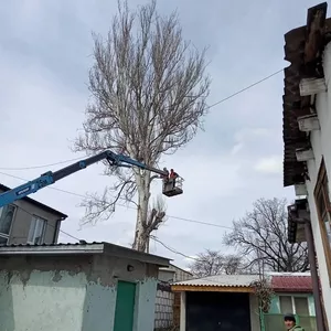 Спил деревьев и обрезка веток. Аккуратно