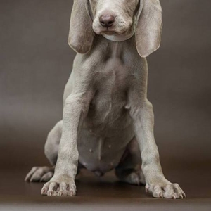 Продам щенков породы Веймаранер (нем. Weimaraner)